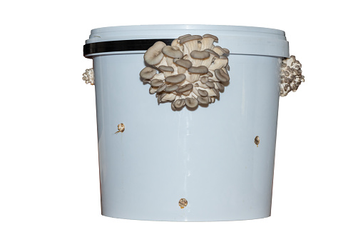 Clusters of brown oyster mushrooms sprouting through a home-growing oyster mushroom kit