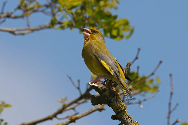 istock Verdier d'Europe - European Greenfinch (Chloris chloris). 1889281934