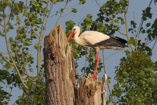 17 may 2023, Garche, Thionville, Thionville Portes de France, Moselle, Lorraine, Grand Est, France. It's spring. A White Stork went to perch on the top of a broken dead tree trunk. The bird is in profile, its black and white plumage, its red beak and legs stand out perfectly against a background of sparse green foliage.