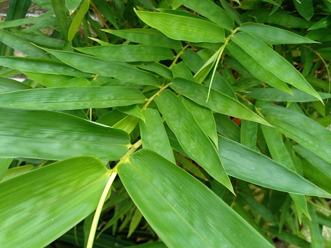Bamboo leaves as background.