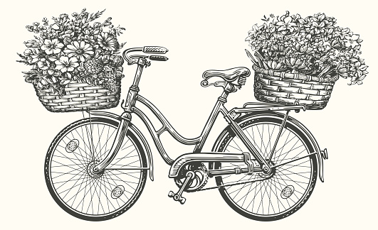 Hand drawn retro bicycle with spring flowers and plants in basket. Vintage sketch vector illustration