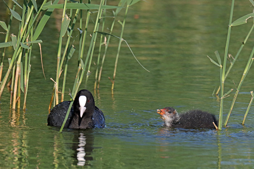 02 june 2023, Basse Yutz, Yutz, Thionville Portes de France, Moselle, Lorraine, Grand Est, France. It's spring. In a public park, in front of a reed bed, an adult Eurasian Coot cuts small pieces of aquatic plants with its beak. Next to the bird, one of its young chicks waits with outstretched beak for the adult to give it something to eat.