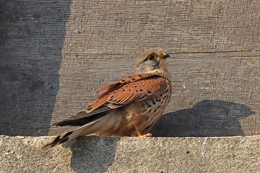 10 june 2023, Basse Yutz, Yutz, Thionville Portes de France, Moselle, Lorraine, Grand Est, France. It's spring. A male Common Kestrel has just landed on the sill of a walled-up window. In fact, he watches over his nest which is in an opening just above. The raptor, although high up, remains wary.