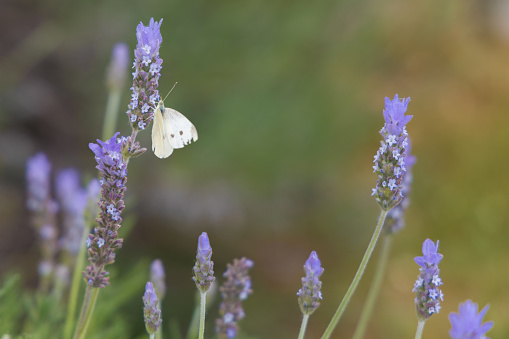 white butterfly on lavender flower, on a summer day, in the Umbrian countryside