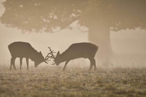 istock Two male red stags rutting 1889293896