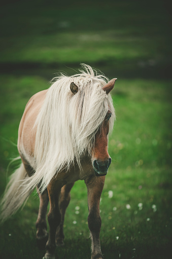blond horse at the faeroe islands, north atlantic islands, denmark.