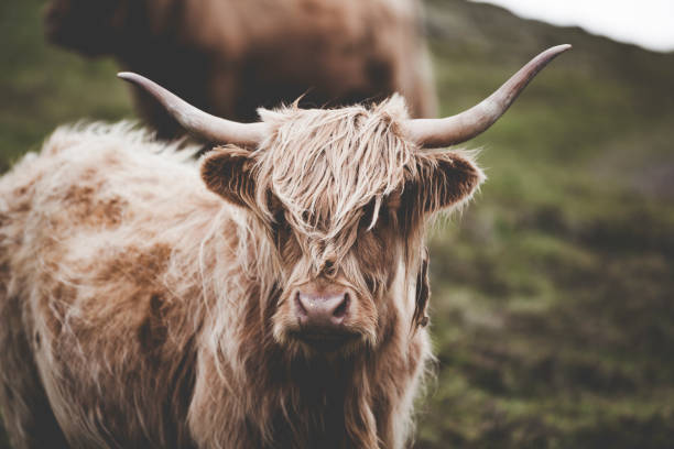 istock highland cow, faeroe islands 1889299606