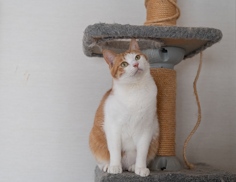 cat sitting on cat tower