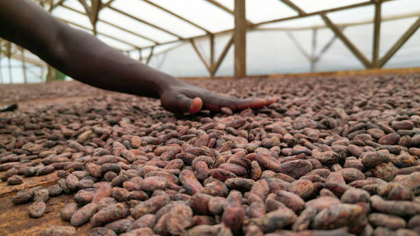 istock A african man with is hand over cocoa beans ,Africa 1889312017