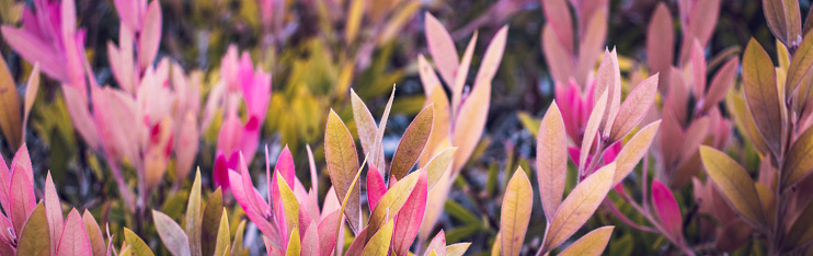 Close up pink leaves autumnal shrub photo. Colorful Euonymus bush in the garden concept photography. Countryside at autumn season. Garden blossom morning. High quality picture for wallpaper, article