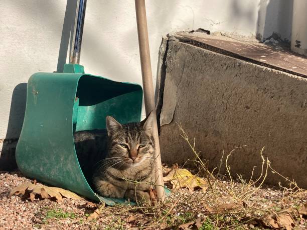 istock Cat inside of shovel close up 1889313626