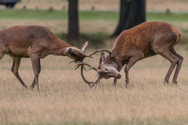 istock Two Male Stags Rutting 1889320520