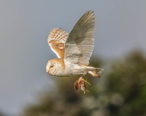 A Barn Owl flying back to its nest with food in its claws