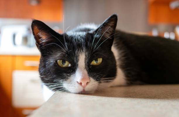 portrait of a domestic cat - extortionist imagens e fotografias de stock