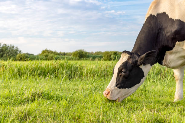 Grazing cow head eating blades of grass, black and white, a cows pink snout in a green grass pasture stock photo