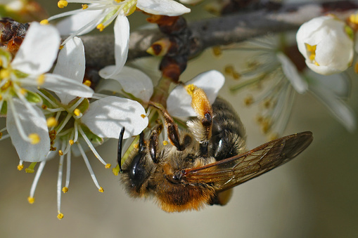 Naturtal closeup on a female grey-gastered mining bee, Andrena tibialis, drinking nectar from a white flowering Blackthorn, Prunus spinosa