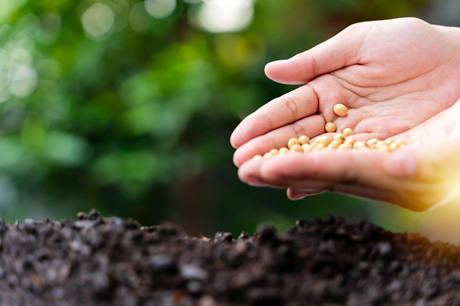 Woman planting soybeans in fertile soil Space for text. Planting vegetables. Handful of harvested soy bean seed, caucasian female farmer holding pile of soybeans over soil background