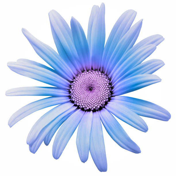 istock Chrysanthemum flower  on white isolated background with clipping path. Closeup.  Nature. 1889361599