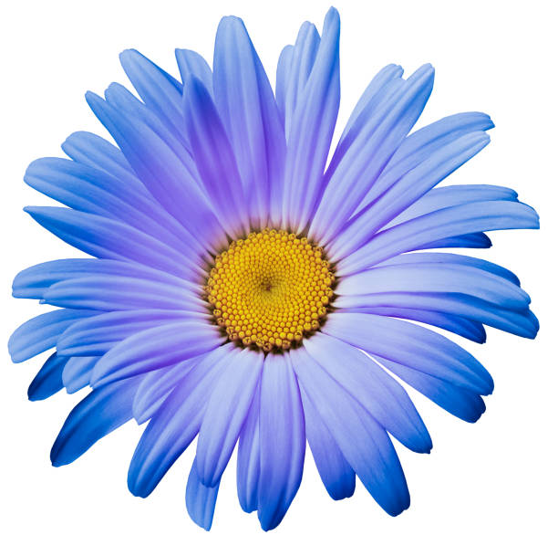 Chrysanthemum flower  on a  white isolated background with clipping path. Closeup.  Nature.