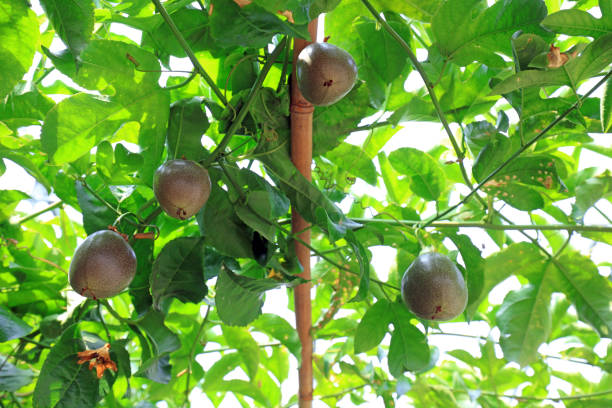 Passion fruit plants in a greenhouse