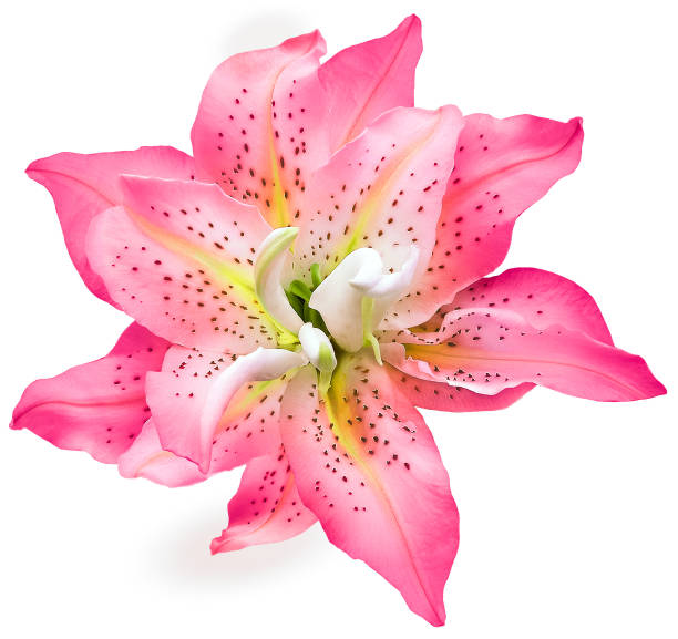 Lily    pink flower  on white isolated background with clipping path.  Closeup. For design. View from above.  Nature.