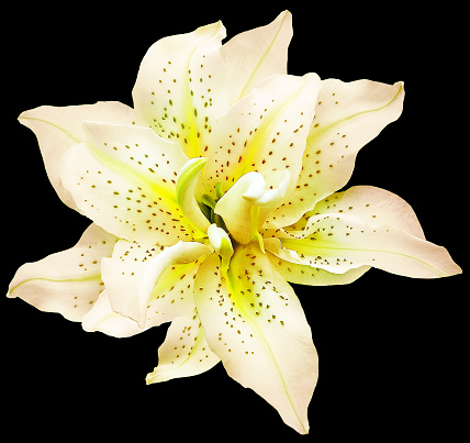 Yellow  flower  on  black  isolated background with clipping path.  Closeup. For design. View from above.  Nature.