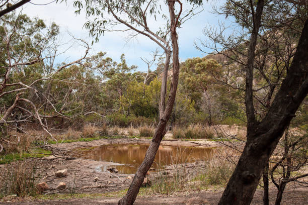 istock australian bush landscape with billabong and rain clouds 1889384156