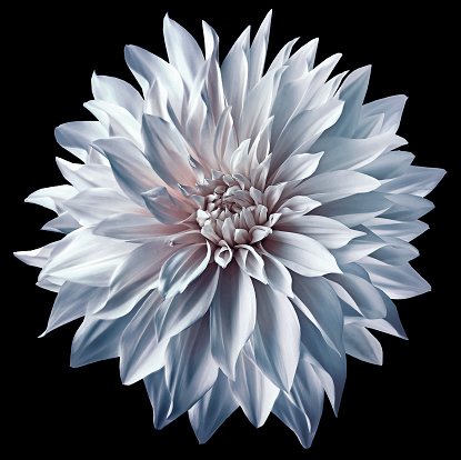 Dahlia. Flower on black  isolated background with clipping path.  For design.  Closeup.  Nature.