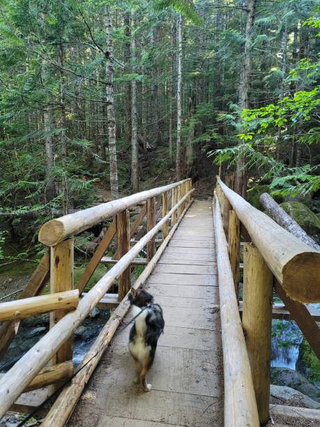 istock Leading the way across the bridge 1889390411