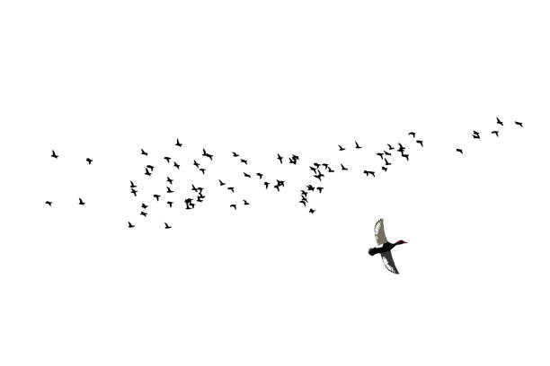 Birds flying in a natural view. Vector birds. White background. Vector birds. dag stock illustrations