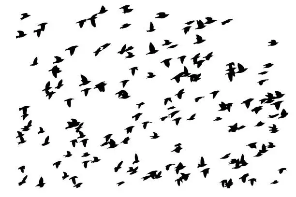 Vector illustration of Birds flying in a natural view. Vector birds. White background.