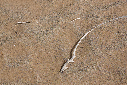 A dry branch on the sandy ground in Taklamakan Desert, China
