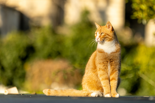 Ginger stray cat is standing on the middle of street.