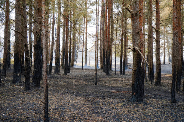 istock Aftermath of a forest fire in pine woodland 1889409851