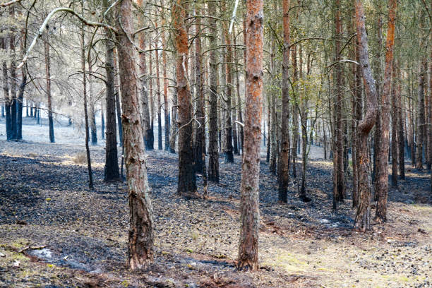 istock Aftermath of a forest fire in pine woodland 1889410363