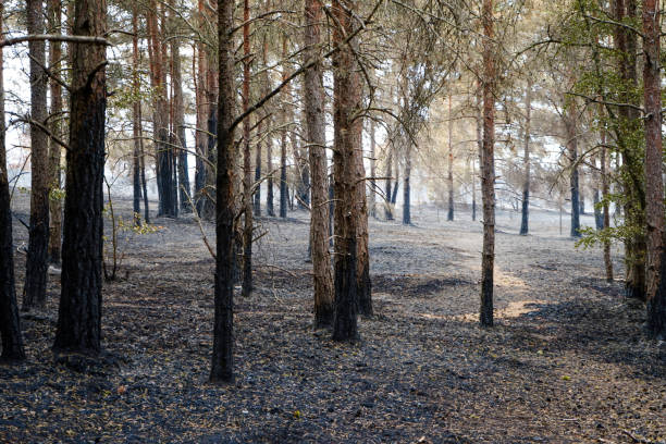 istock Aftermath of a forest fire in pine woodland 1889410368