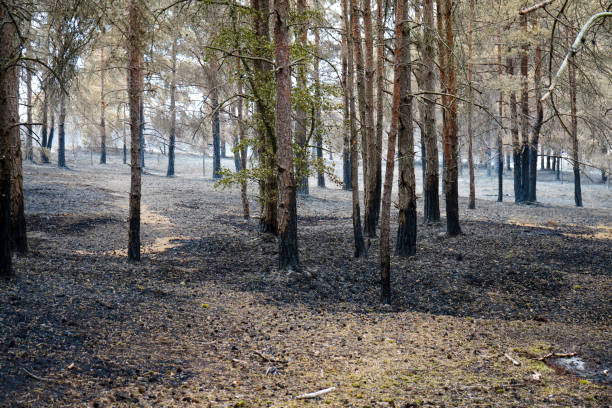 istock Aftermath of a forest fire in pine woodland 1889410381