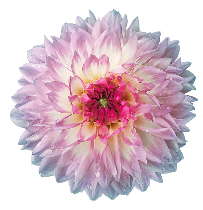 Pink  dahlia. Flower on a white isolated background with clipping path.  For design.  Closeup.  Drops of water on the petals. Nature.