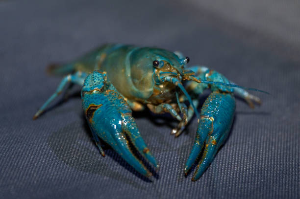 istock Blue Crayfish. Lives in fresh water 1889433545