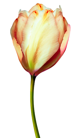 Yellow  tulip   flower  on white isolated background.   Closeup..  Nature.