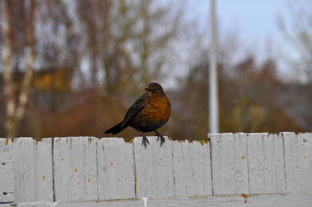 Female Blackbird looking for food on the ground in winter
