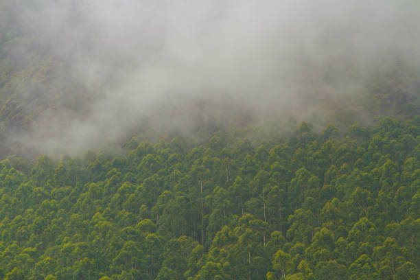 Free Stock Photo of Misty Forest Landscape With Dense Trees | Download ...