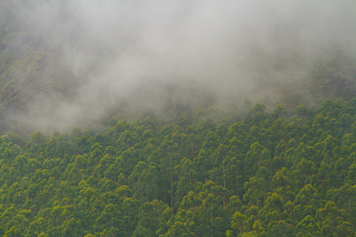 View of the fog filled forest in the morning, from Munnar hills in India