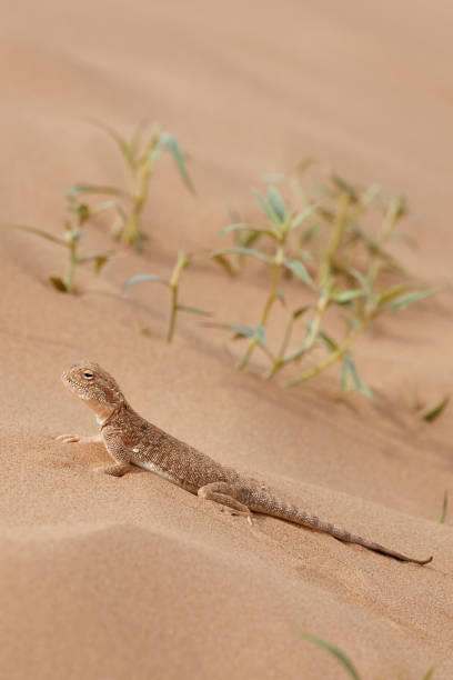 istock Toad-headed agama, Phrynocephalus mystaceus. Calm desert roundhead lizard on the sand in its natural environment. A living dragon of the desert Close up. incredible desert lizard 1889474363