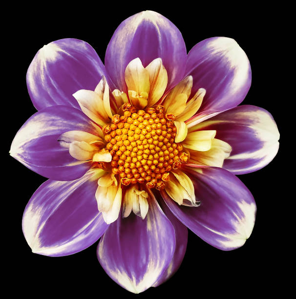 Free Stock Photo of Purple Flower With Yellow Center on Black ...