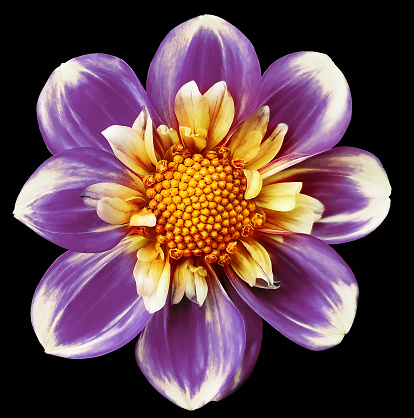 Purple  dahlia. Flower on  black  isolated background with clipping path.  For design.  Closeup.  Nature.