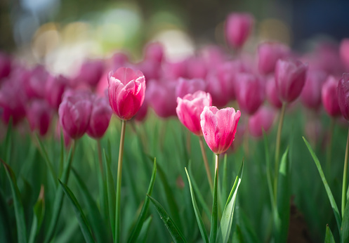 Blossom tulips