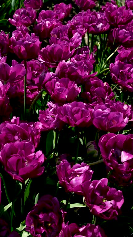 Rows of purple tulip flowers on tulip bulb farm on sunny Beautiful and colorful Washington State tulip fields after a big rain in spring, rainbow of flowers, farmhouse and mountains in background