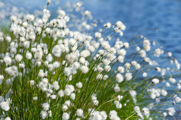 cottongrass flowering (arctic cotton) . - cotton grass sedge grass nature imagens e fotografias de stock