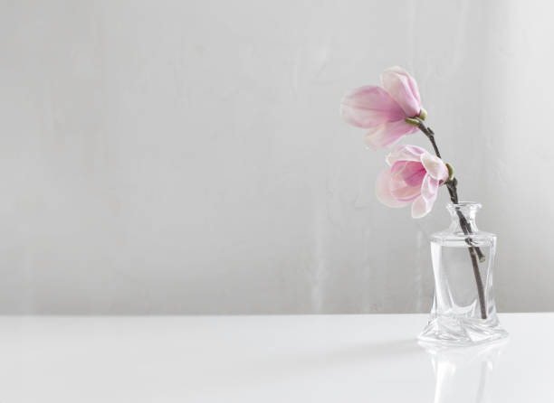 白い背景にガラスの花瓶にピンクのモクレンの花 - magnolia flower single flower white ストックフォトと画像